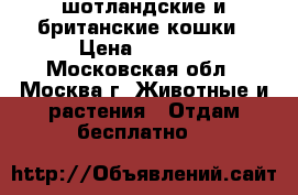 шотландские и британские кошки › Цена ­ 1 000 - Московская обл., Москва г. Животные и растения » Отдам бесплатно   